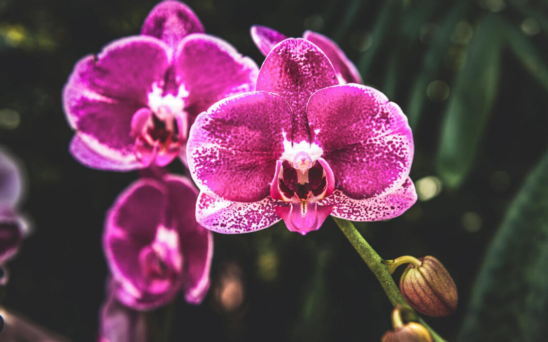 L’orchidée phalenopsis